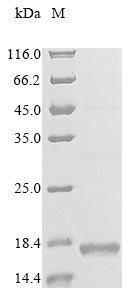 CSB-EP004846HU1