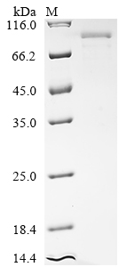 CSB-EP005206HU