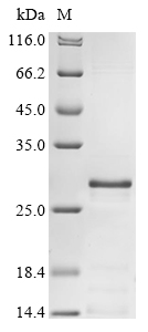 CSB-EP005381HU1