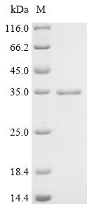 CSB-EP005395HU