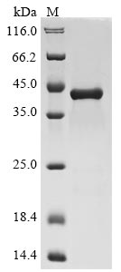 CSB-EP006248HU