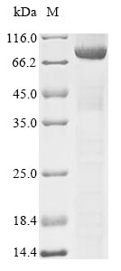 CSB-EP007078HU
