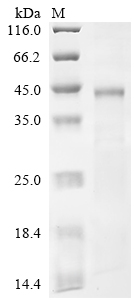 CSB-EP007918HU
