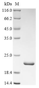 CSB-EP007945HU