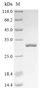 CSB-EP008227HU