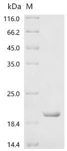 CSB-EP008629HU