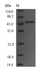 CSB-EP008836HU1