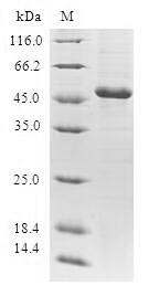 CSB-EP009307HU