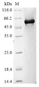 CSB-EP009703HU1