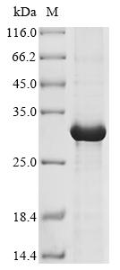 CSB-EP010084HU