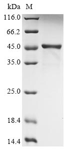 CSB-EP010509HU1a6