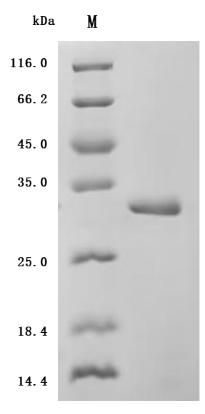 CSB-EP011664HU SDS