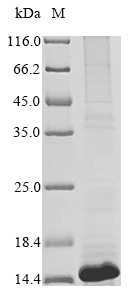 CSB-EP011671HU
