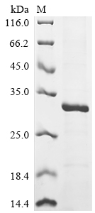 CSB-EP011675HU