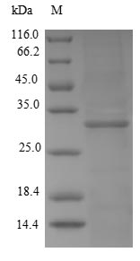 CSB-EP012453HU
