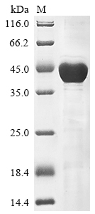 CSB-EP012519HUe1