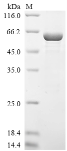 CSB-EP012888HU