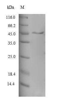 CSB-EP013324HU