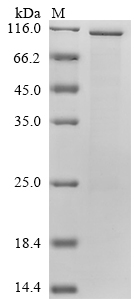 CSB-EP015270HU-B