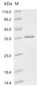 CSB-EP015387HUd7