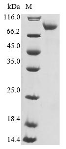 CSB-EP015478HU1