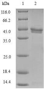 CSB-EP015521HU