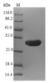 CSB-EP016021HU(A5)