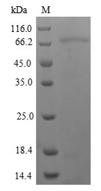 CSB-EP016048HU