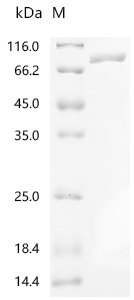 CSB-EP017522HU