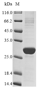 CSB-EP017862HU