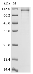 CSB-EP018321HU9
