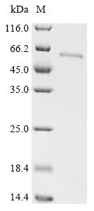CSB-EP018742HU SDS