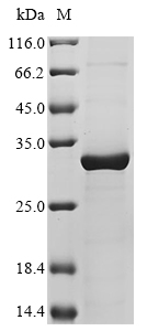 CSB-EP020443HUC7