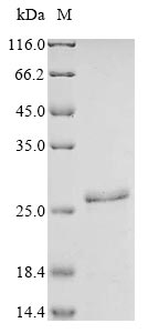 CSB-EP021717HU