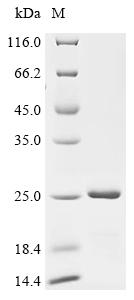CSB-EP021912HU