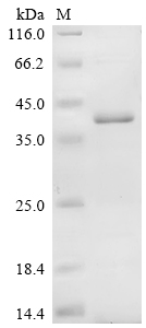 CSB-EP022590HUc7