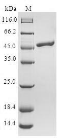 CSB-EP023264HU