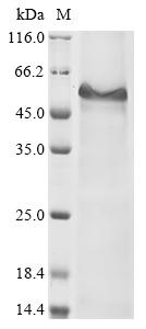 CSB-EP023442HU