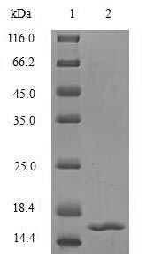 CSB-EP023448HU1