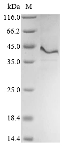 CSB-EP023486HU2
