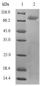 CSB-EP023601HU1