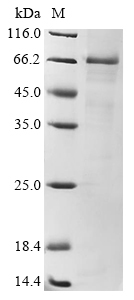 CSB-EP023603HU1