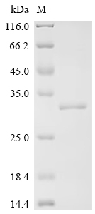 CSB-EP023604HU