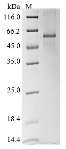 CSB-EP025834HU