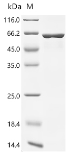 CSB-EP025857HUc7