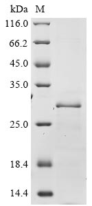 CSB-EP026123HU