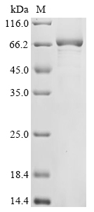 CSB-EP701732HU