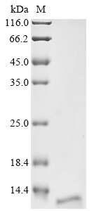 CSB-EP711093HU1