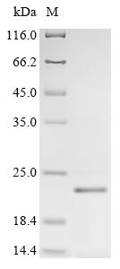 CSB-EP835713HU