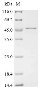 CSB-EP845143HU3